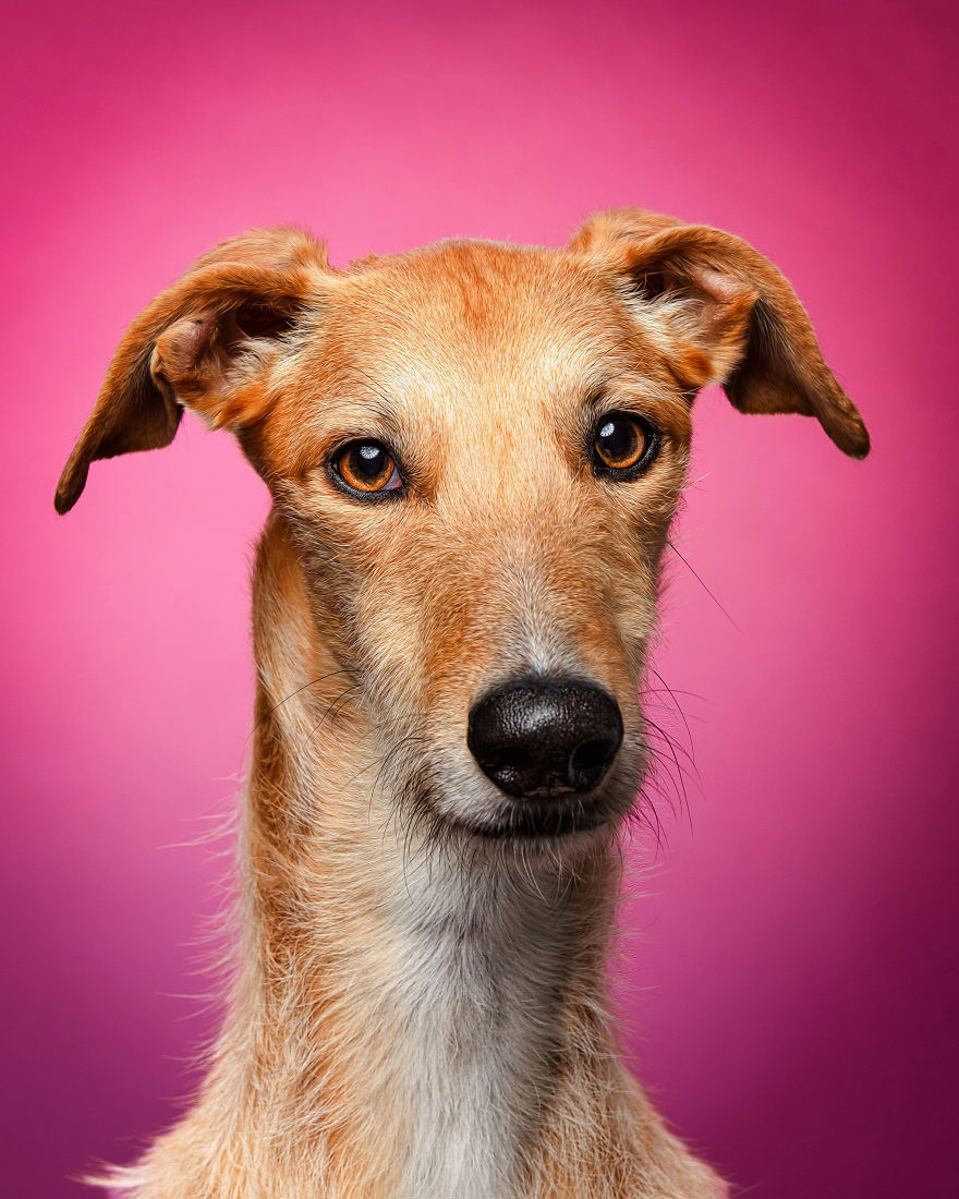 Faces Of Rescue - Galgo Espanol