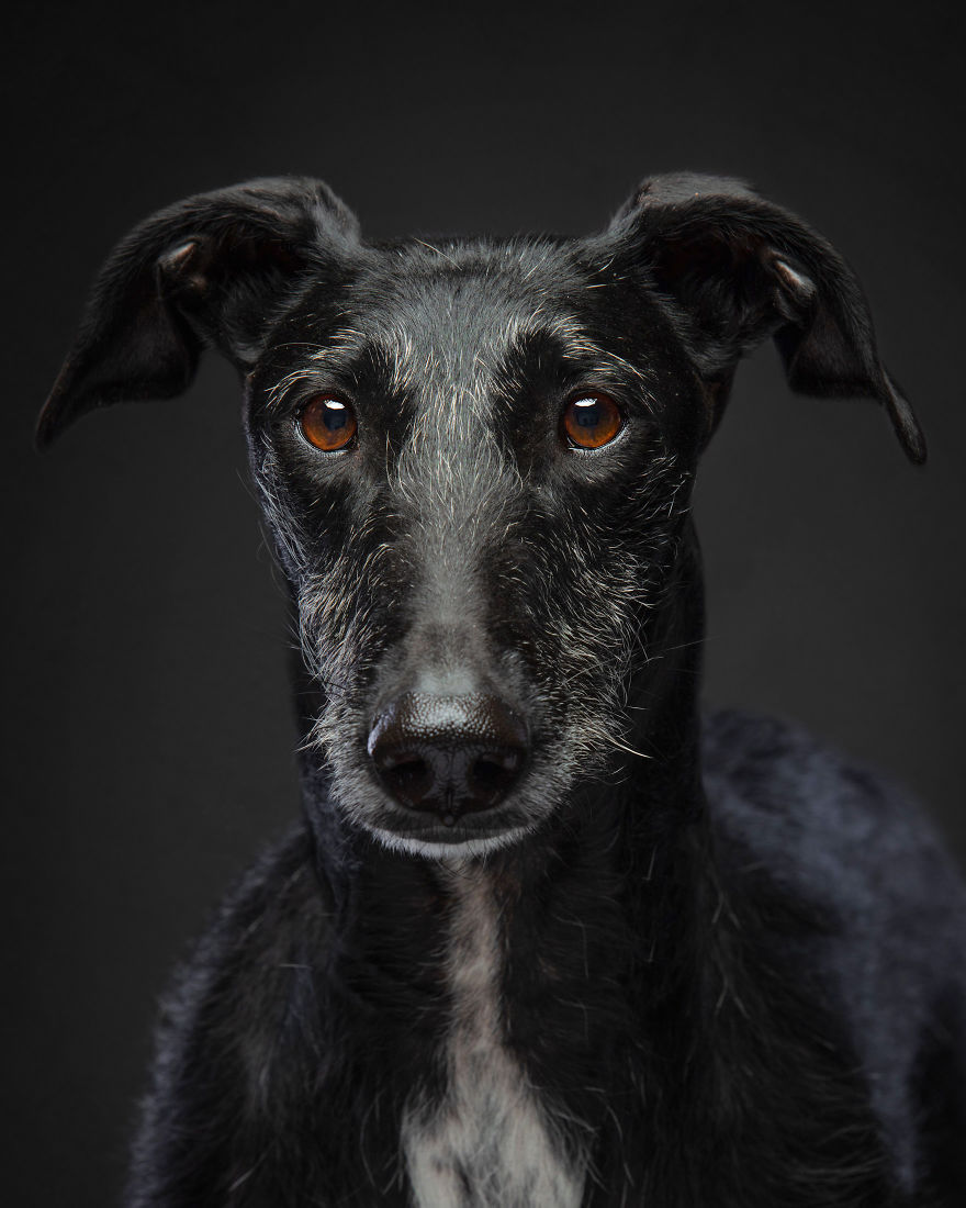 Faces Of Rescue - Galgo Espanol