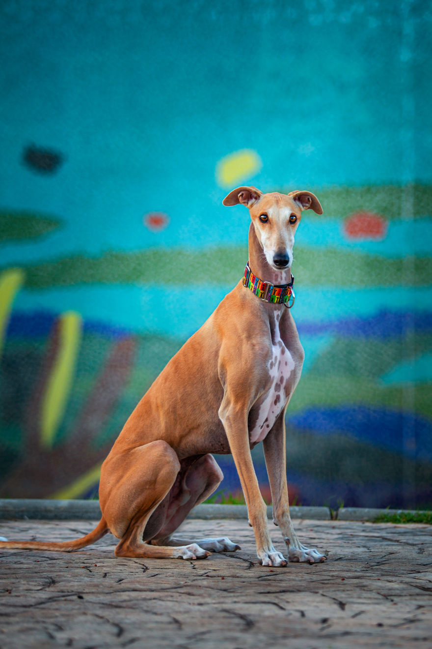 Faces Of Rescue - Galgo Espanol Faces Of Rescue - Galgo Espanol