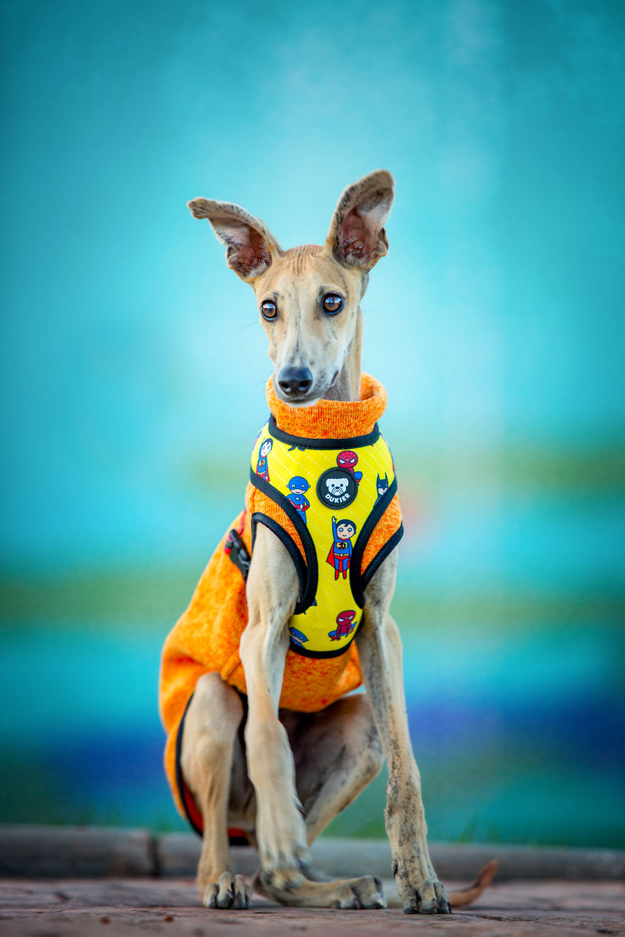 Faces Of Rescue - Galgo Espanol