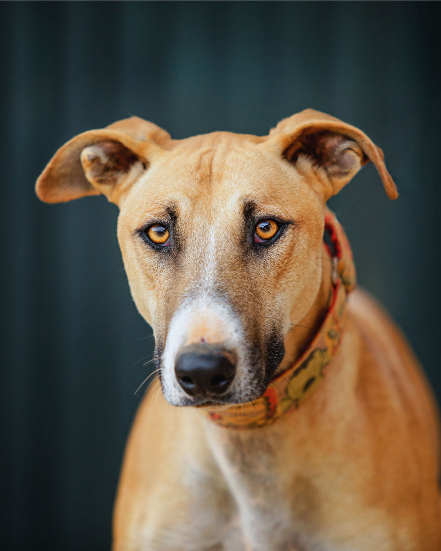 Faces Of Rescue - Galgo Espanol Faces Of Rescue - Galgo Espanol