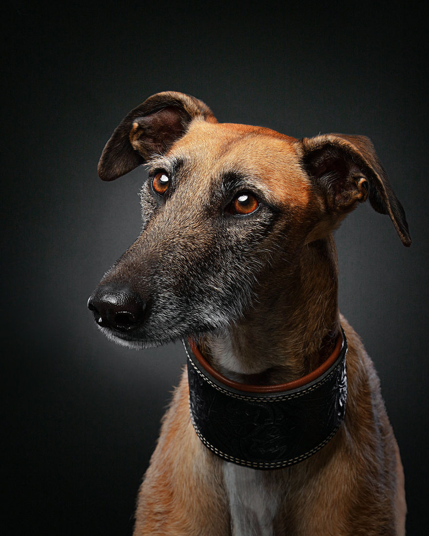 Faces Of Rescue - Galgo Espanol