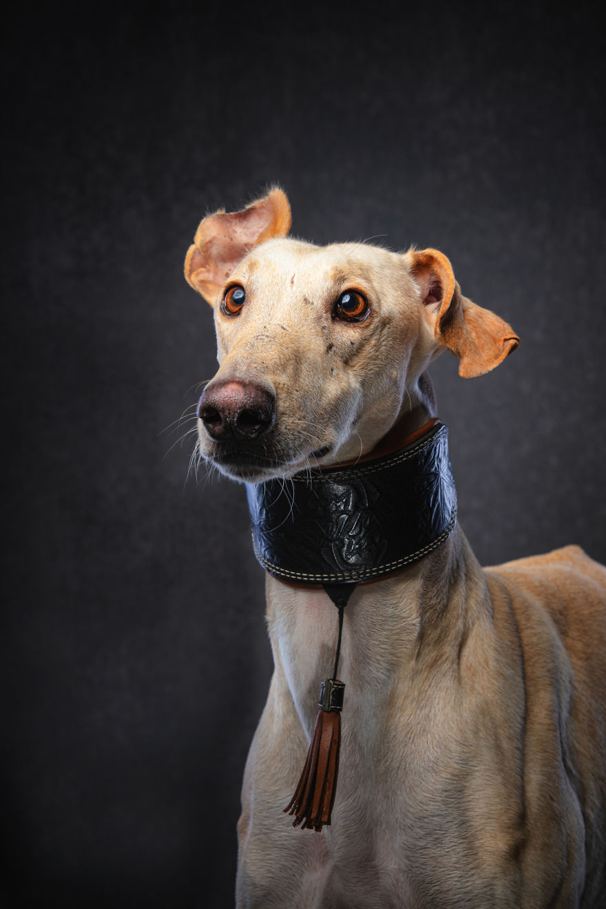 Faces Of Rescue - Galgo Espanol Faces Of Rescue - Galgo Espanol