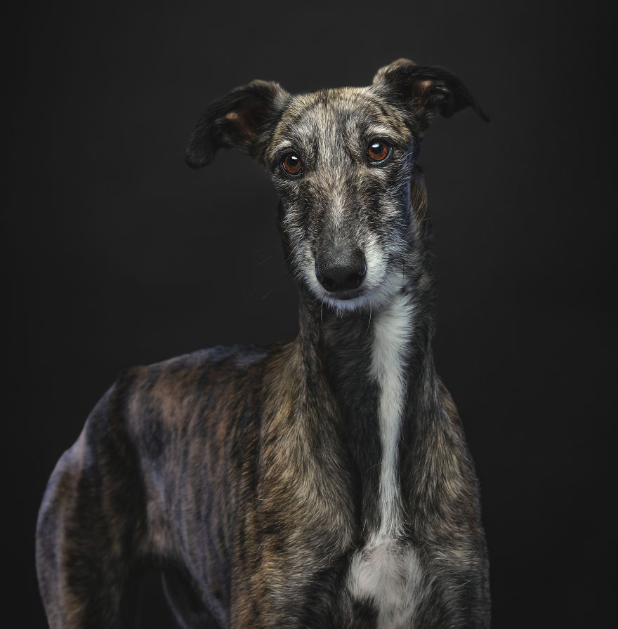 Faces Of Rescue - Galgo Espanol Faces Of Rescue - Galgo Espanol