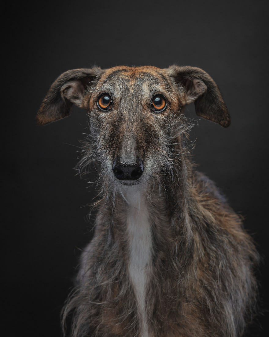 Faces Of Rescue - Galgo Espanol Faces Of Rescue - Galgo Espanol