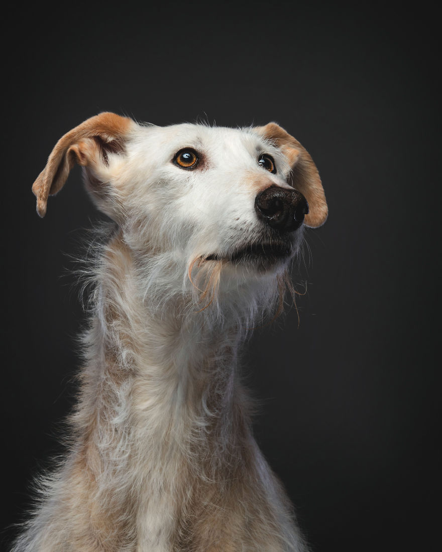 Faces Of Rescue - Galgo Espanol Faces Of Rescue - Galgo Espanol