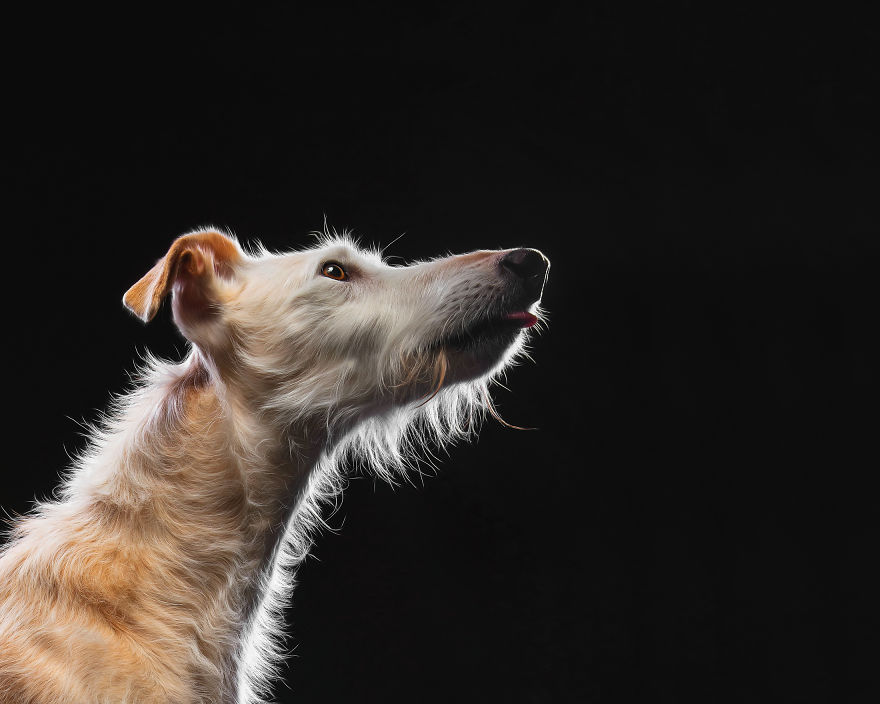 Faces Of Rescue - Galgo Espanol
