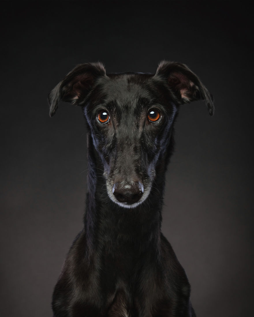 Faces Of Rescue - Galgo Espanol Faces Of Rescue - Galgo Espanol