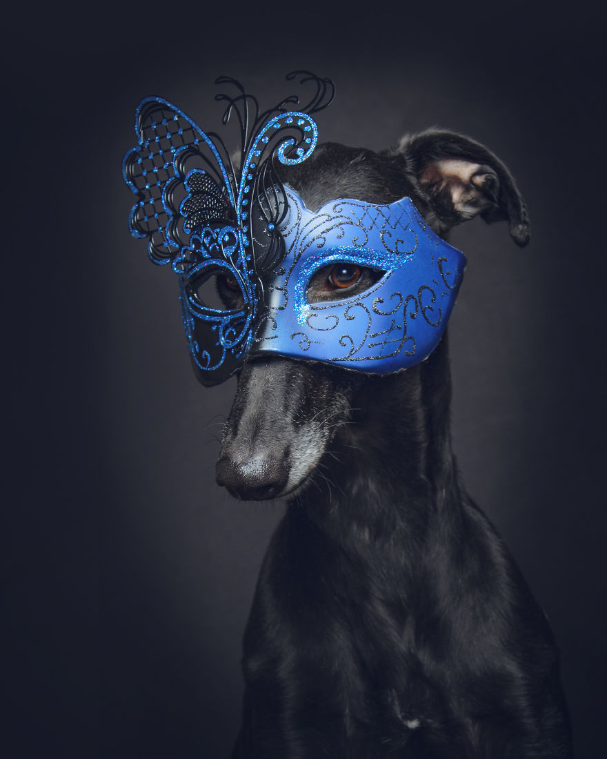 Faces Of Rescue - Galgo Espanol Faces Of Rescue - Galgo Espanol