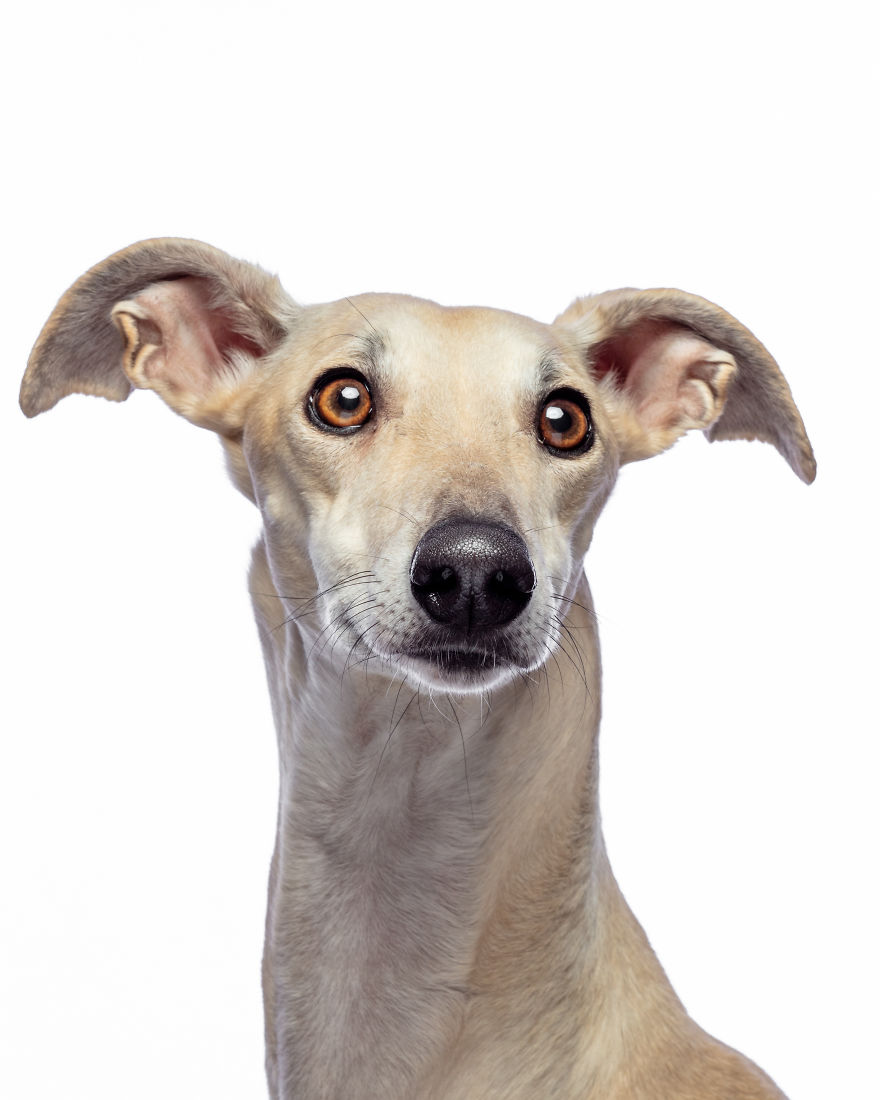 Faces Of Rescue - Galgo Espanol Faces Of Rescue - Galgo Espanol