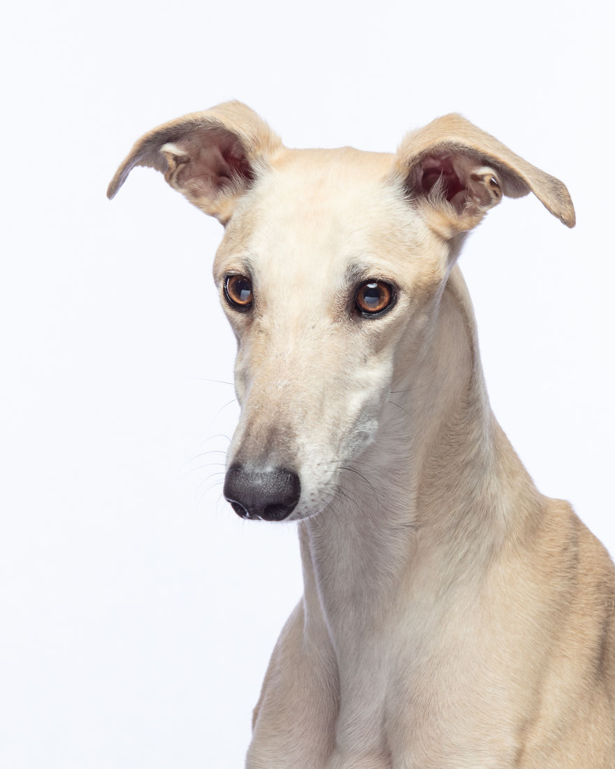 Faces Of Rescue - Galgo Espanol