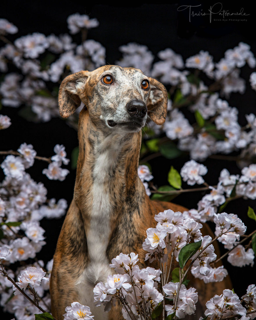 Faces Of Rescue - Galgo Espanol
