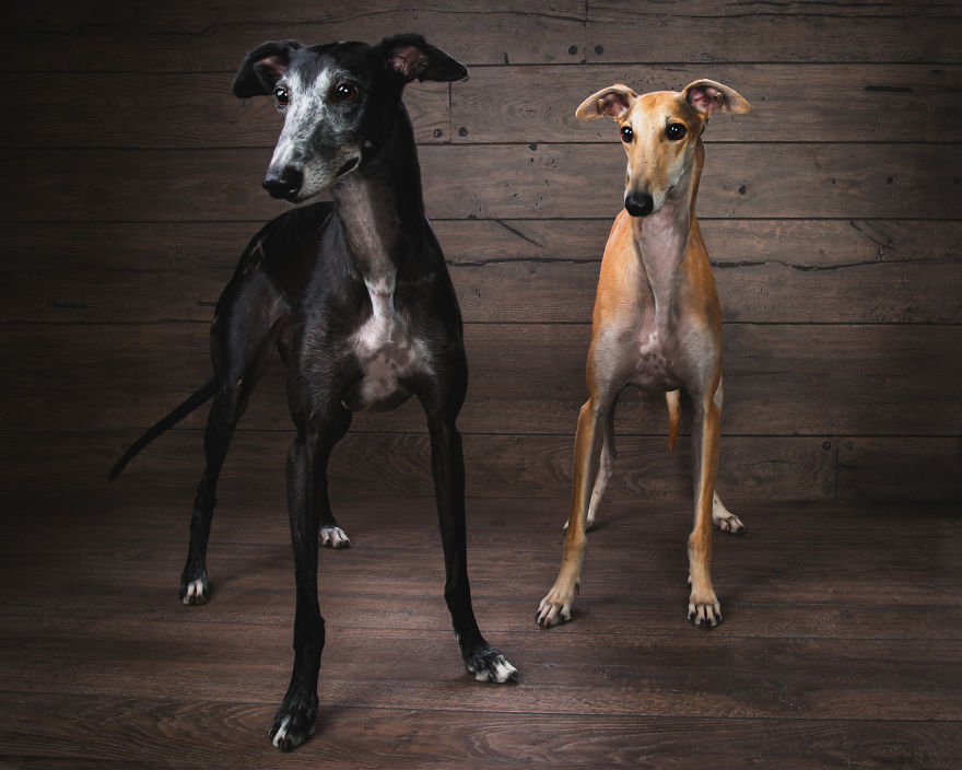 Faces Of Rescue - Galgo Espanol Faces Of Rescue - Galgo Espanol