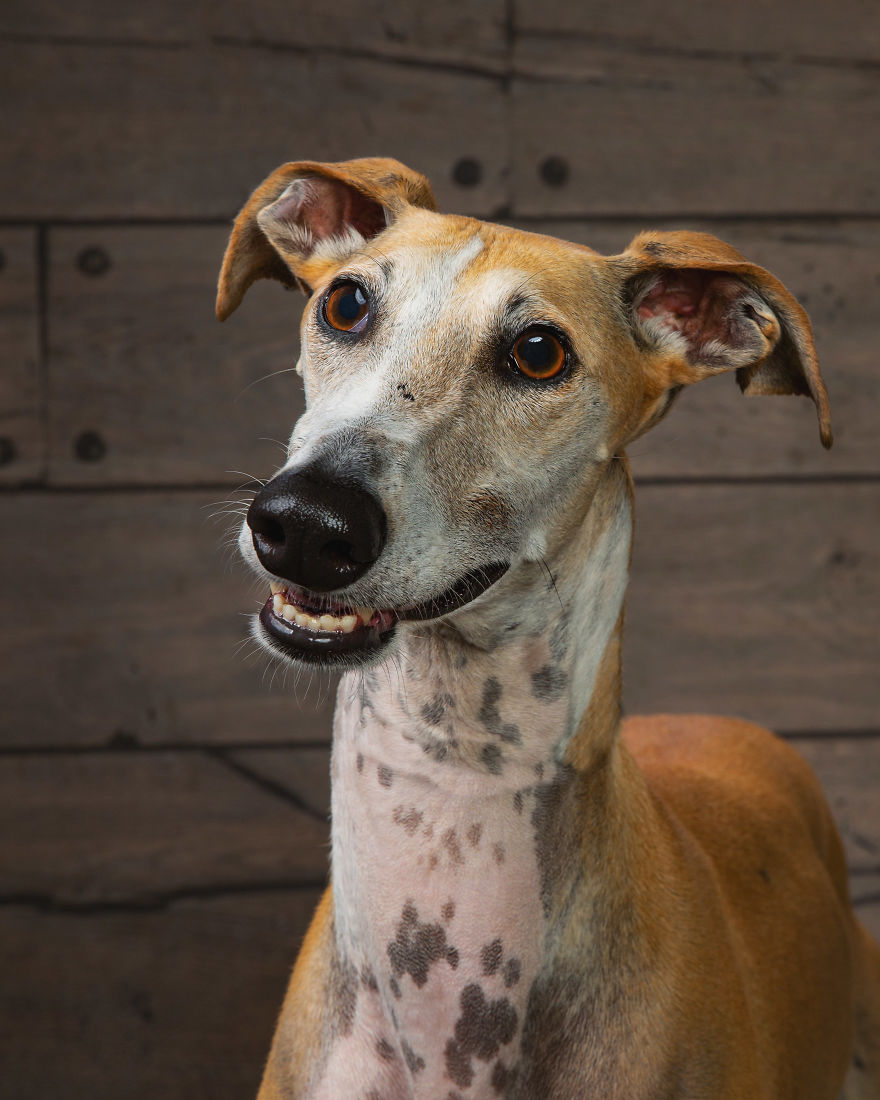 Faces Of Rescue - Galgo Espanol