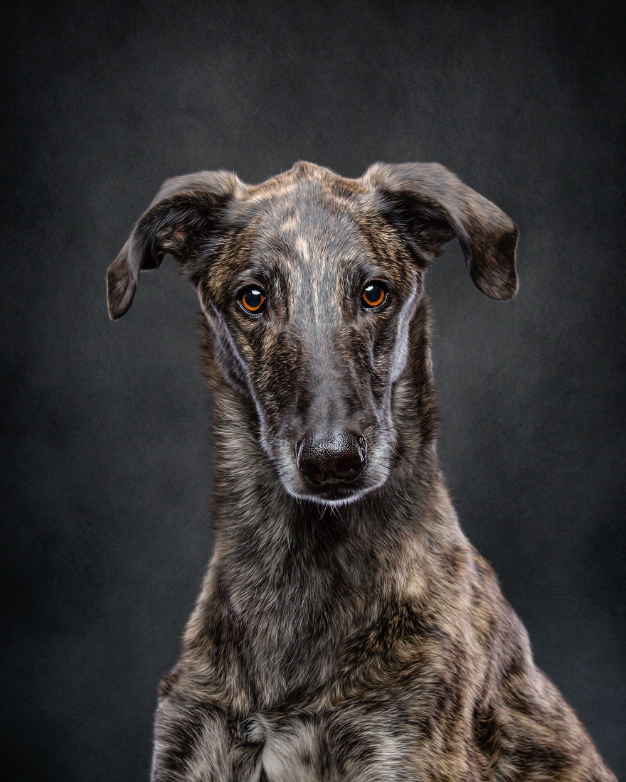 Faces Of Rescue - Galgo Espanol