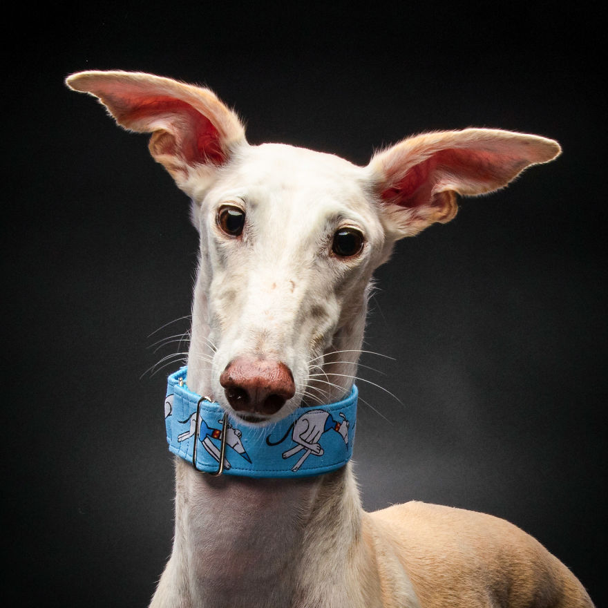 Faces Of Rescue - Galgo Espanol