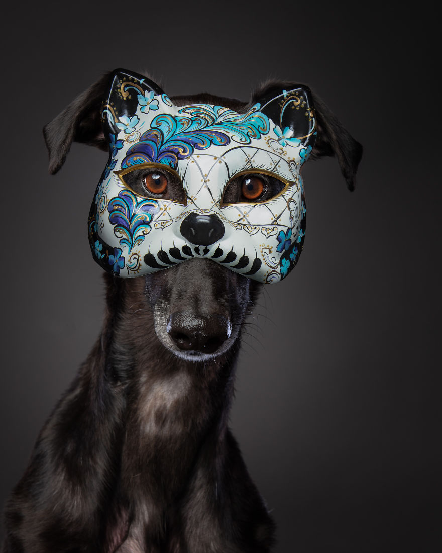 Faces Of Rescue - Galgo Espanol