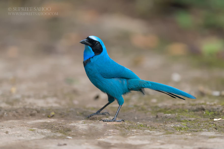 Turquoise Jay