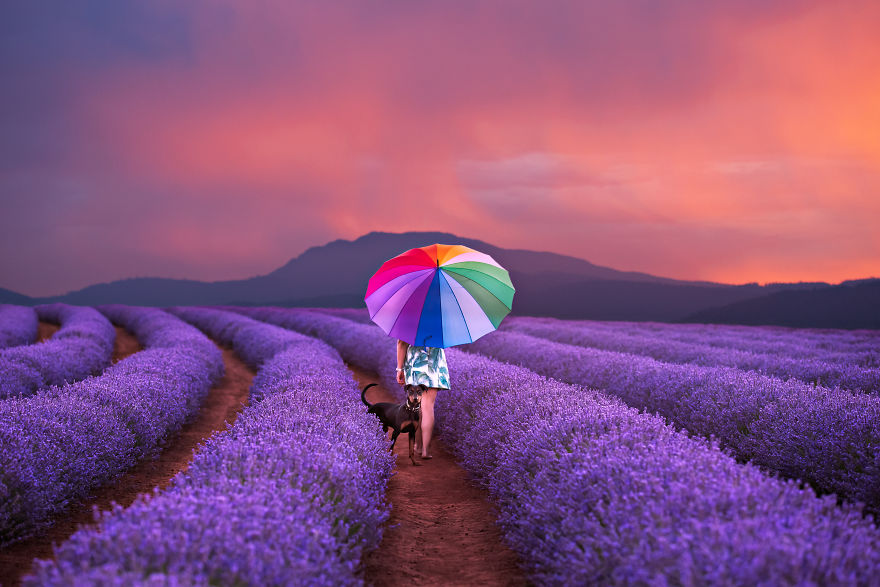 Animal-Dog-Photography-Bridestowe-Lavender-Estate-Tasmania-Deb-Sulzberger