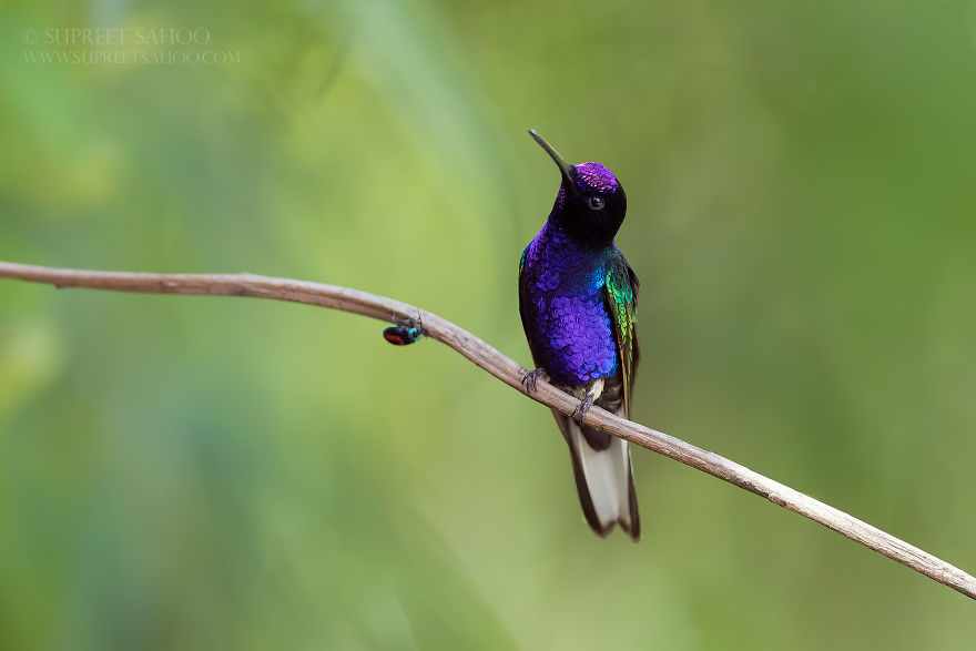 Velvet Purple Coronet