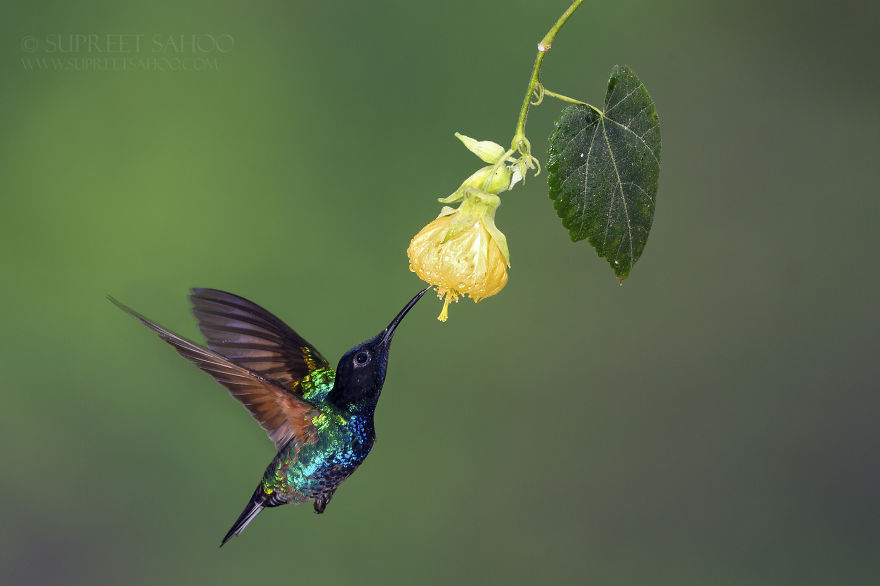 Velvet Purple Coronet (In Flight)