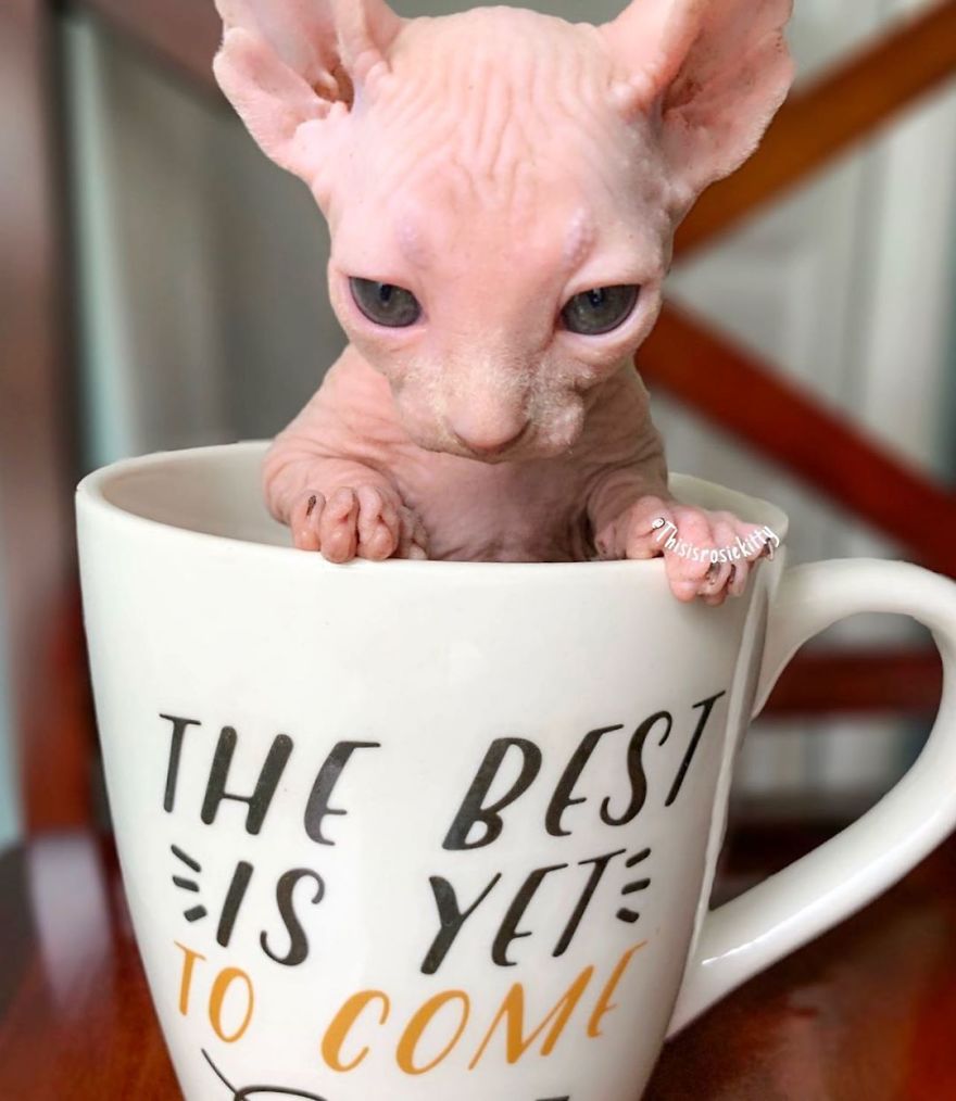 Your Pets Can Help You More Than You Think During This Tough Time