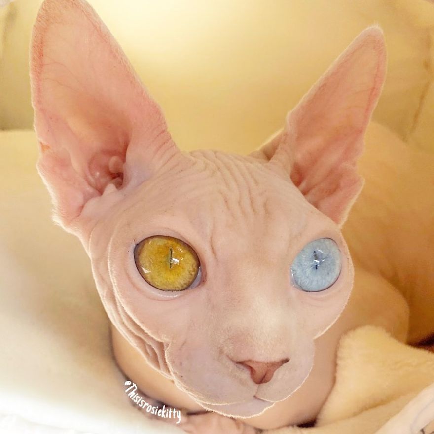 Your Pets Can Help You More Than You Think During This Tough Time