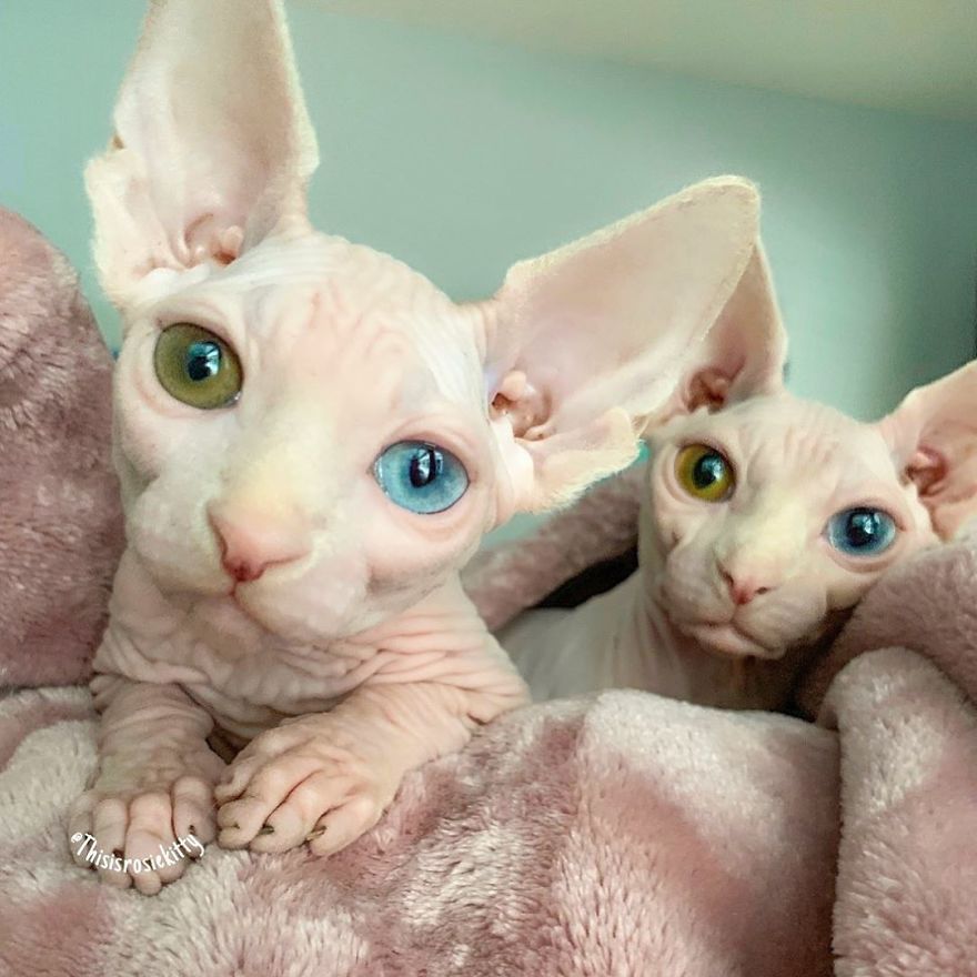 Your Pets Can Help You More Than You Think During This Tough Time