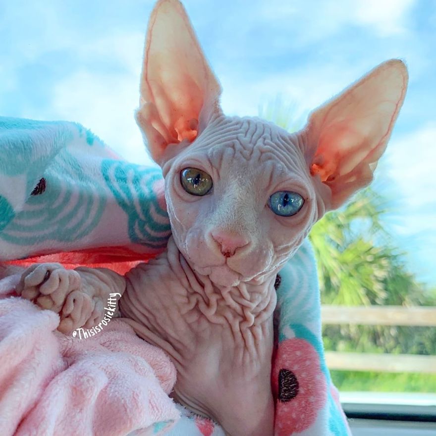 Your Pets Can Help You More Than You Think During This Tough Time