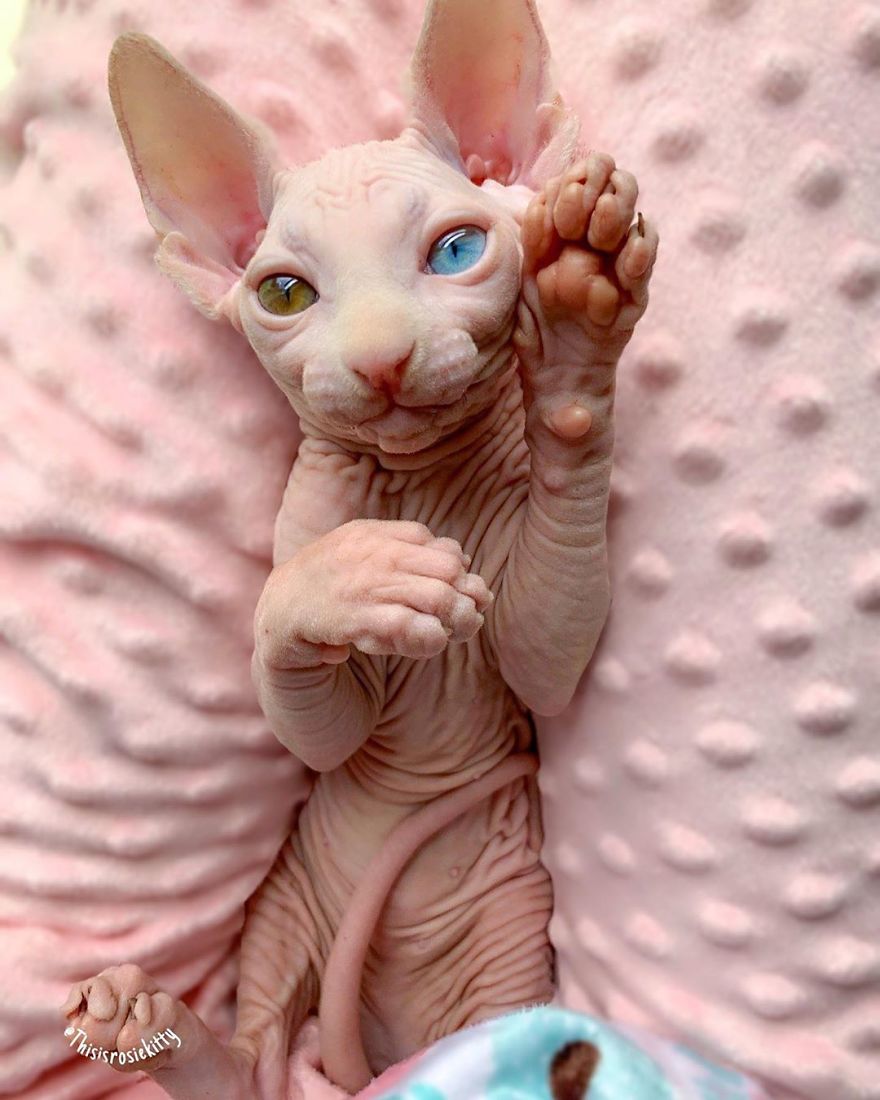 Your Pets Can Help You More Than You Think During This Tough Time