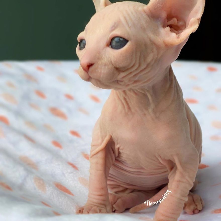 Your Pets Can Help You More Than You Think During This Tough Time