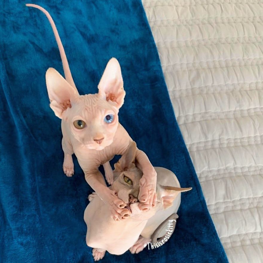 Your Pets Can Help You More Than You Think During This Tough Time