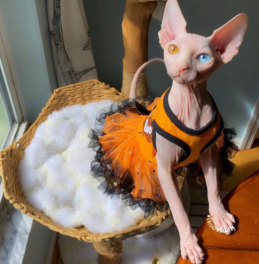 Your Pets Can Help You More Than You Think During This Tough Time