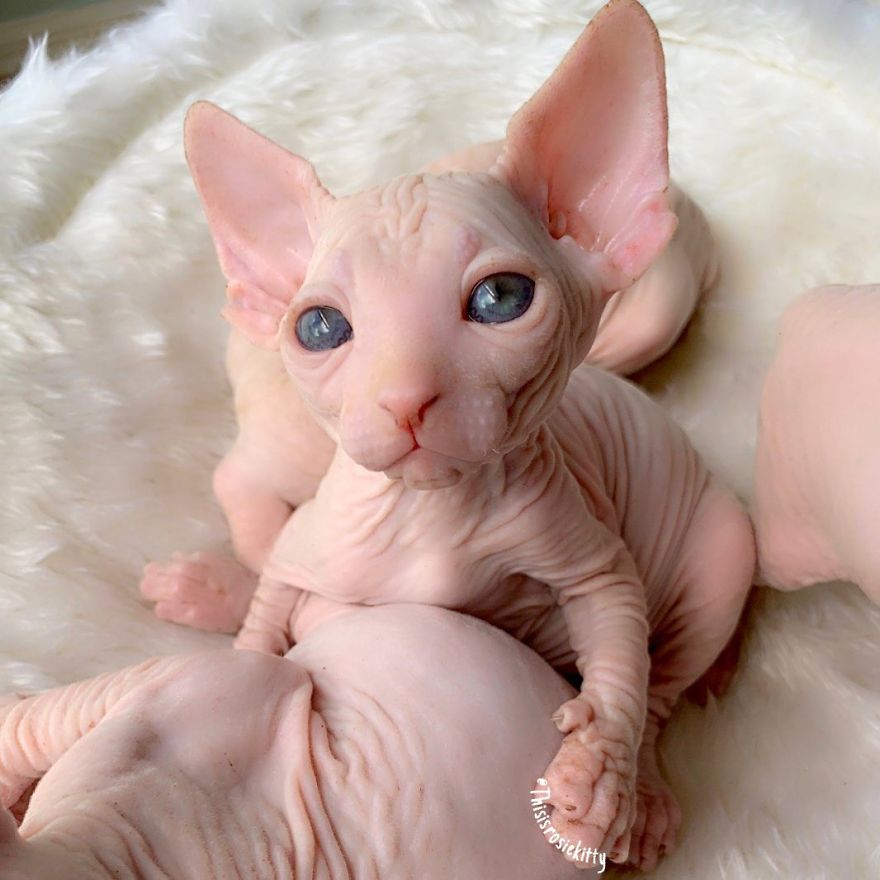 Your Pets Can Help You More Than You Think During This Tough Time