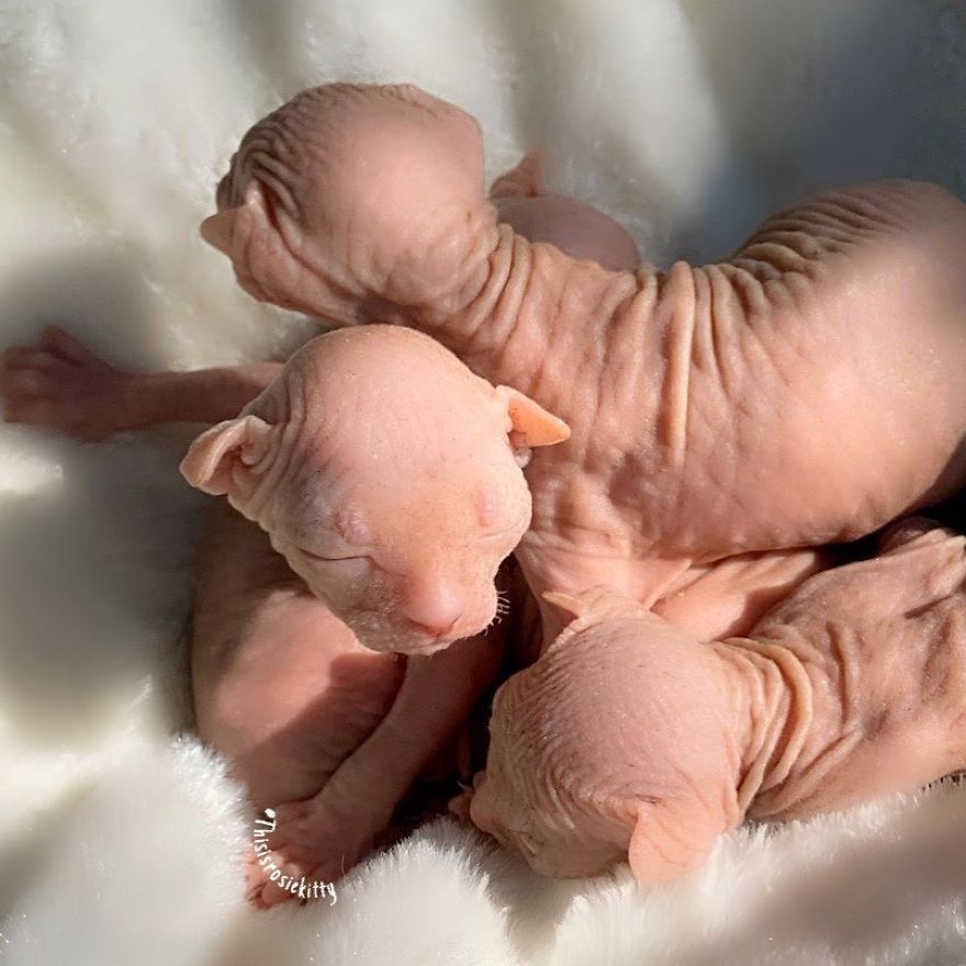 Your Pets Can Help You More Than You Think During This Tough Time