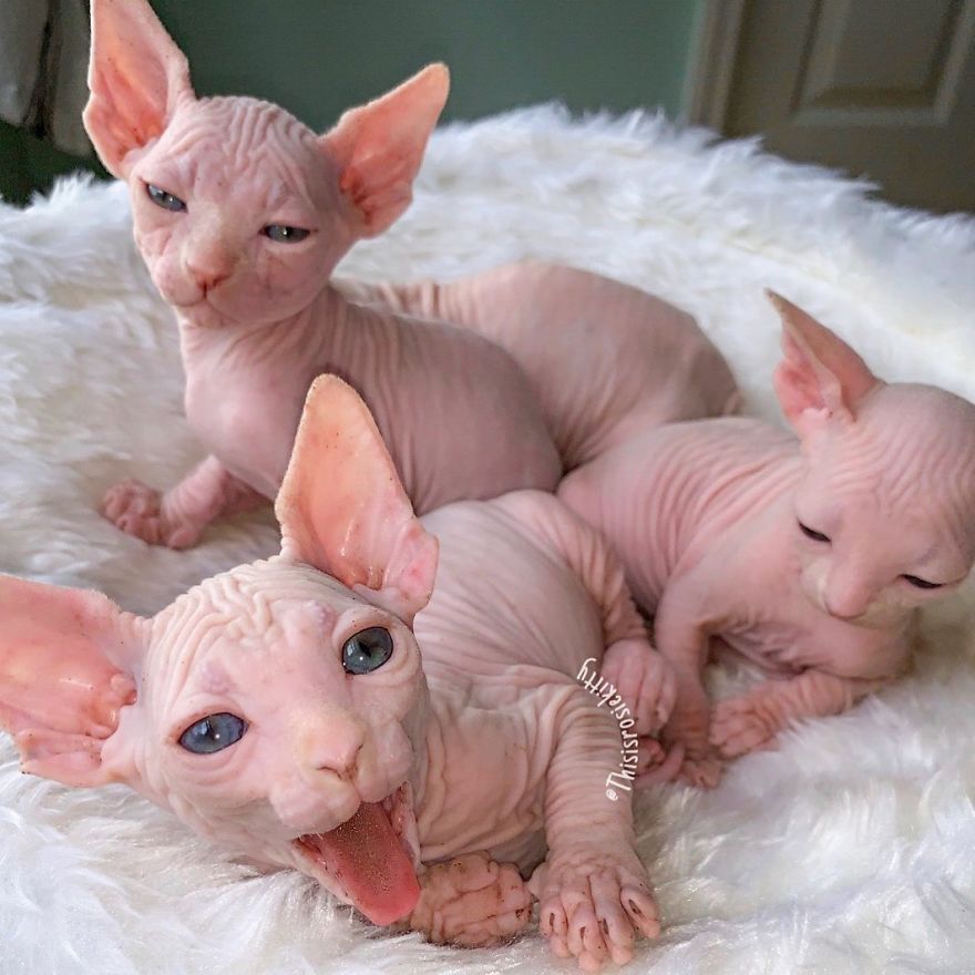 Your Pets Can Help You More Than You Think During This Tough Time