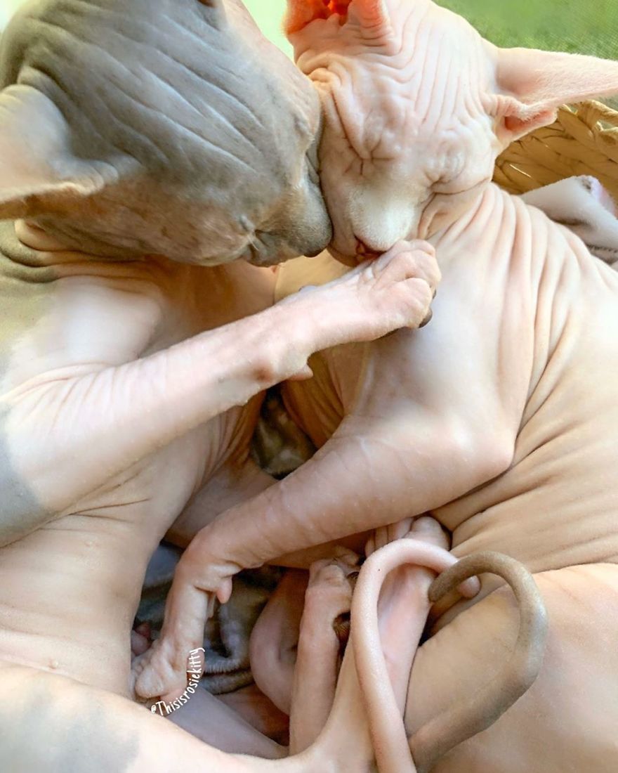 Your Pets Can Help You More Than You Think During This Tough Time