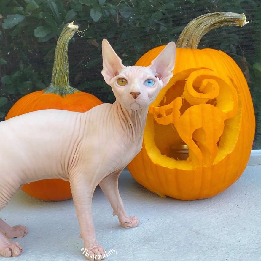 Your Pets Can Help You More Than You Think During This Tough Time