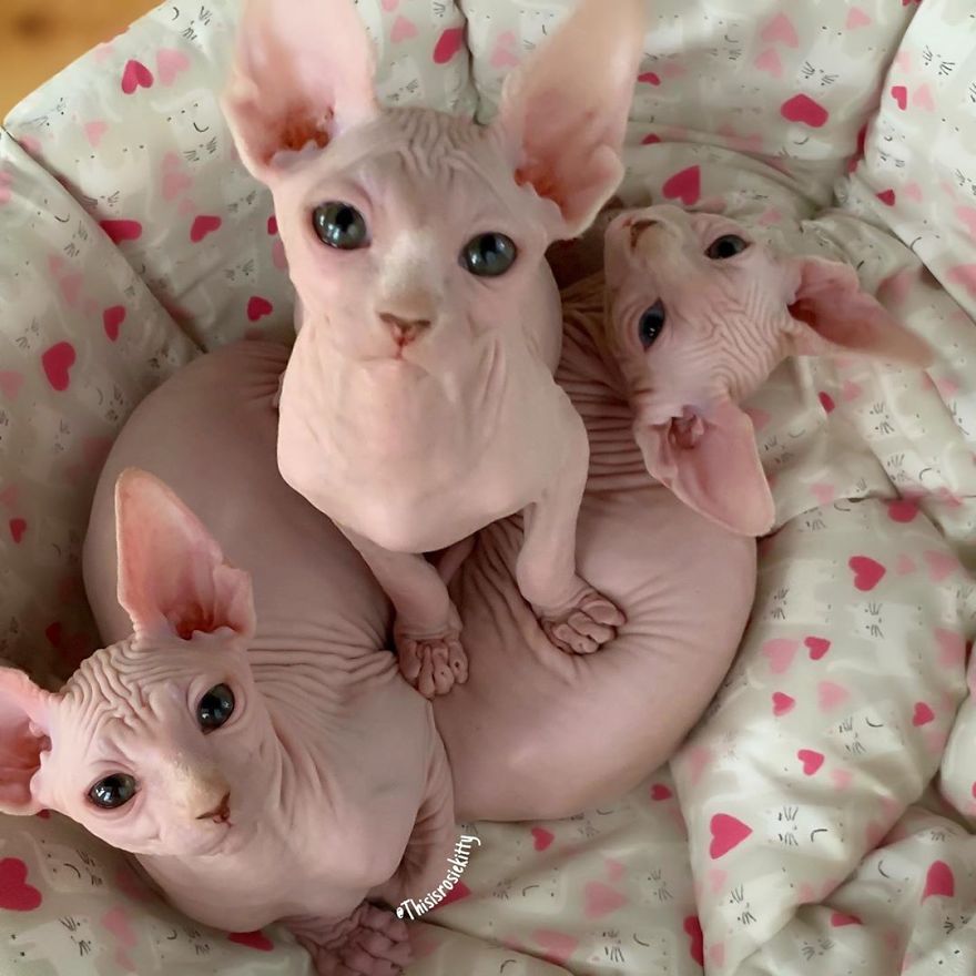 Your Pets Can Help You More Than You Think During This Tough Time