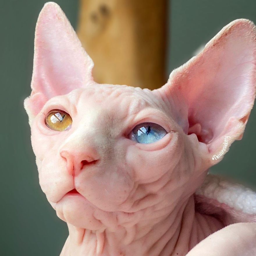 Your Pets Can Help You More Than You Think During This Tough Time