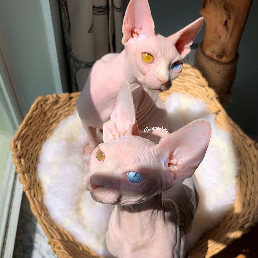 Your Pets Can Help You More Than You Think During This Tough Time