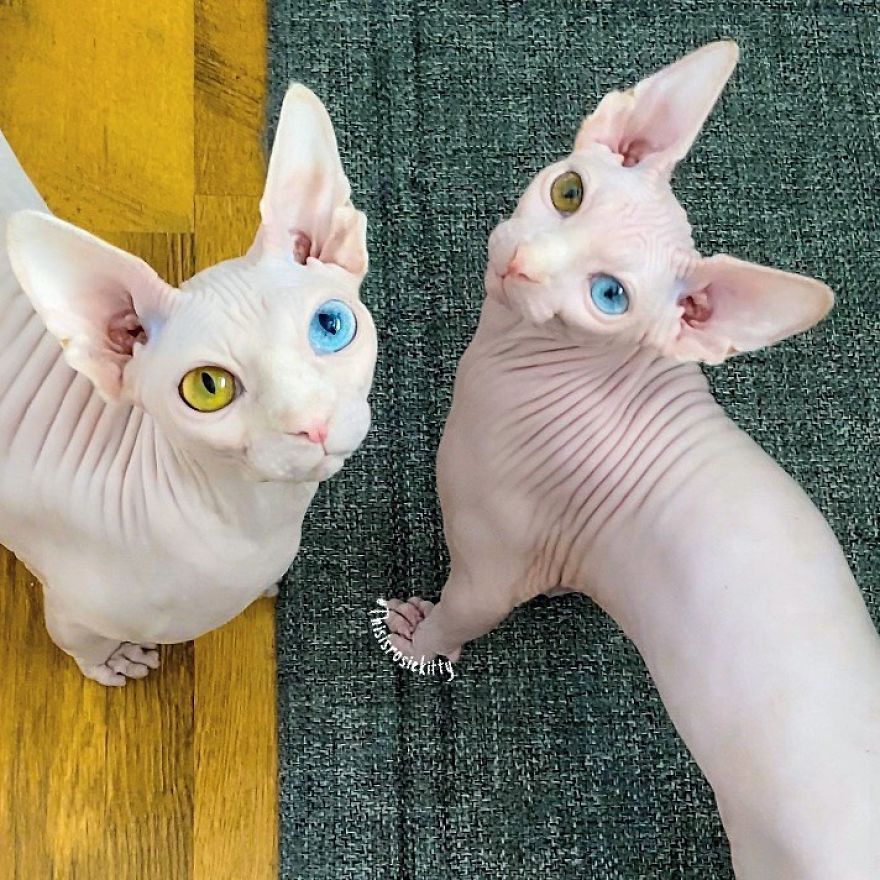 Your Pets Can Help You More Than You Think During This Tough Time