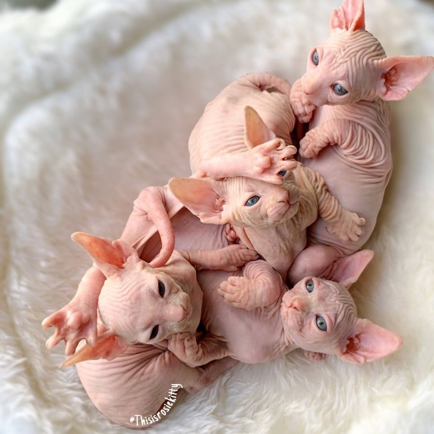 Your Pets Can Help You More Than You Think During This Tough Time