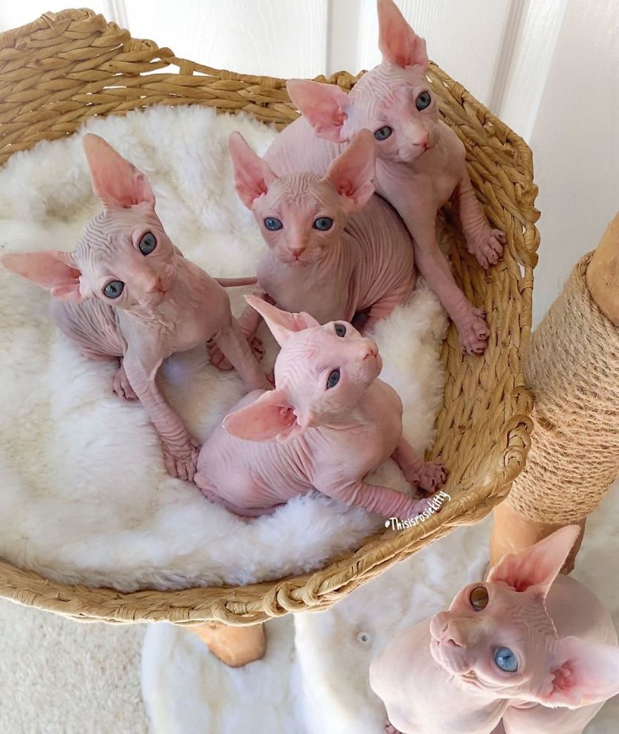 Your Pets Can Help You More Than You Think During This Tough Time