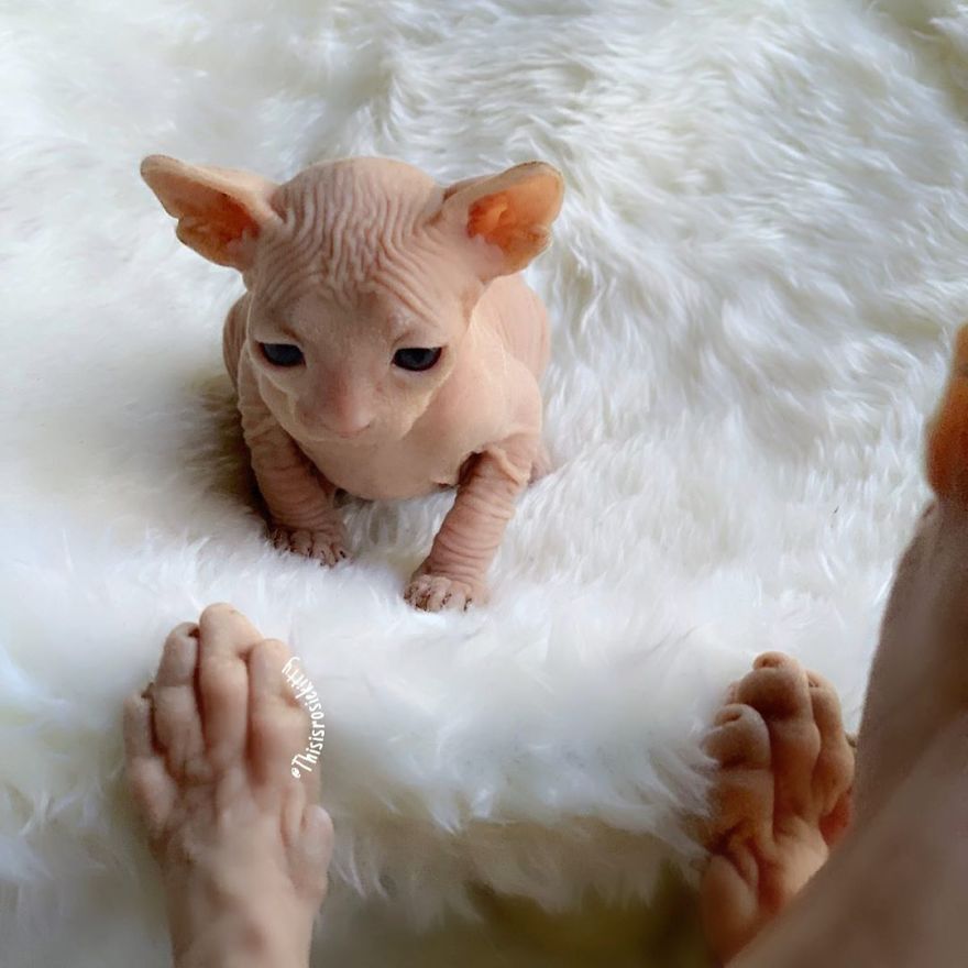 Your Pets Can Help You More Than You Think During This Tough Time