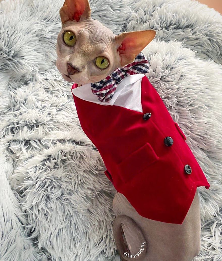 Your Pets Can Help You More Than You Think During This Tough Time