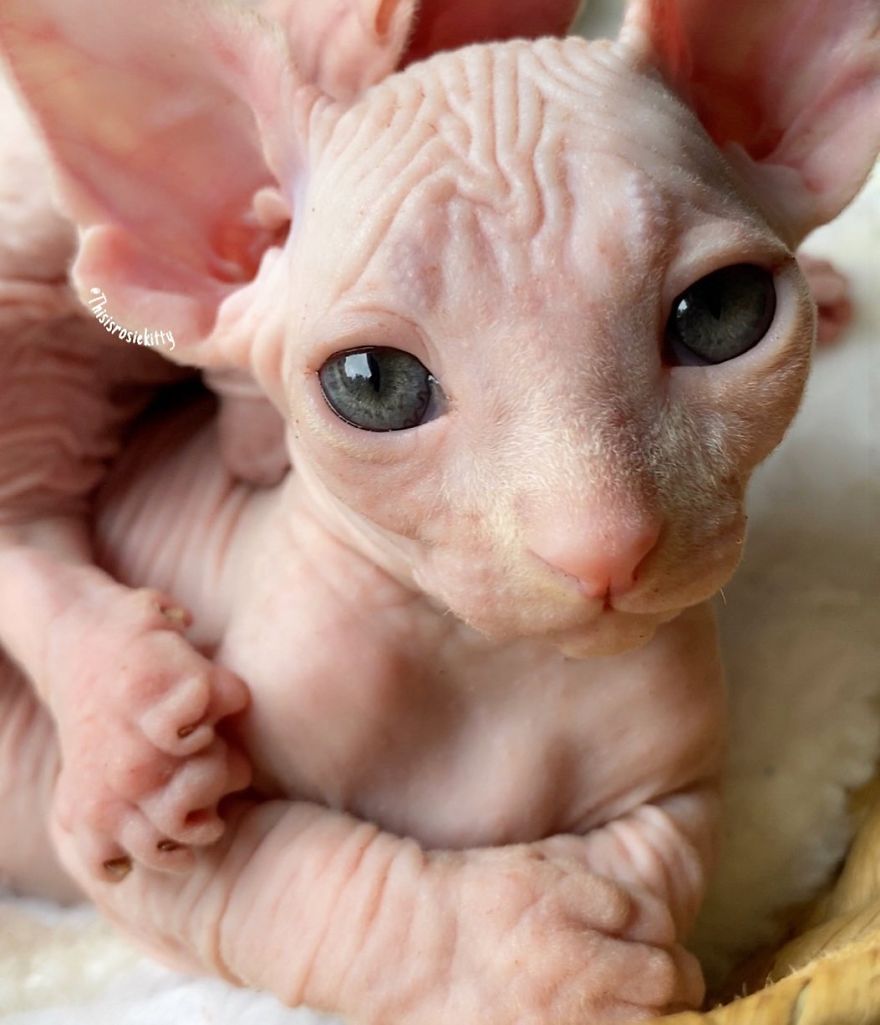 Your Pets Can Help You More Than You Think During This Tough Time