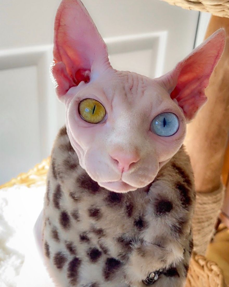 Your Pets Can Help You More Than You Think During This Tough Time