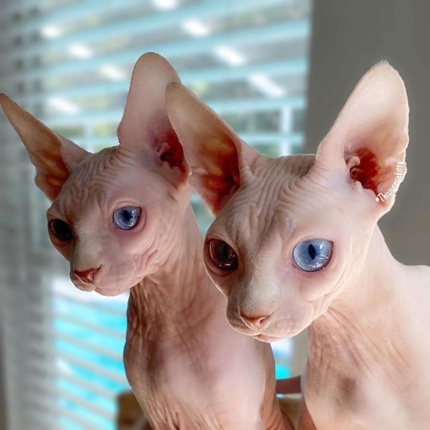 Your Pets Can Help You More Than You Think During This Tough Time