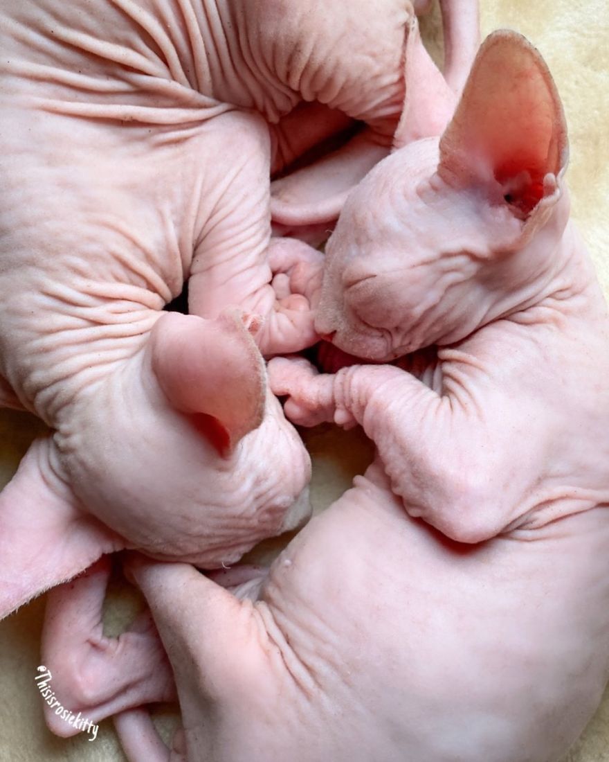 Your Pets Can Help You More Than You Think During This Tough Time